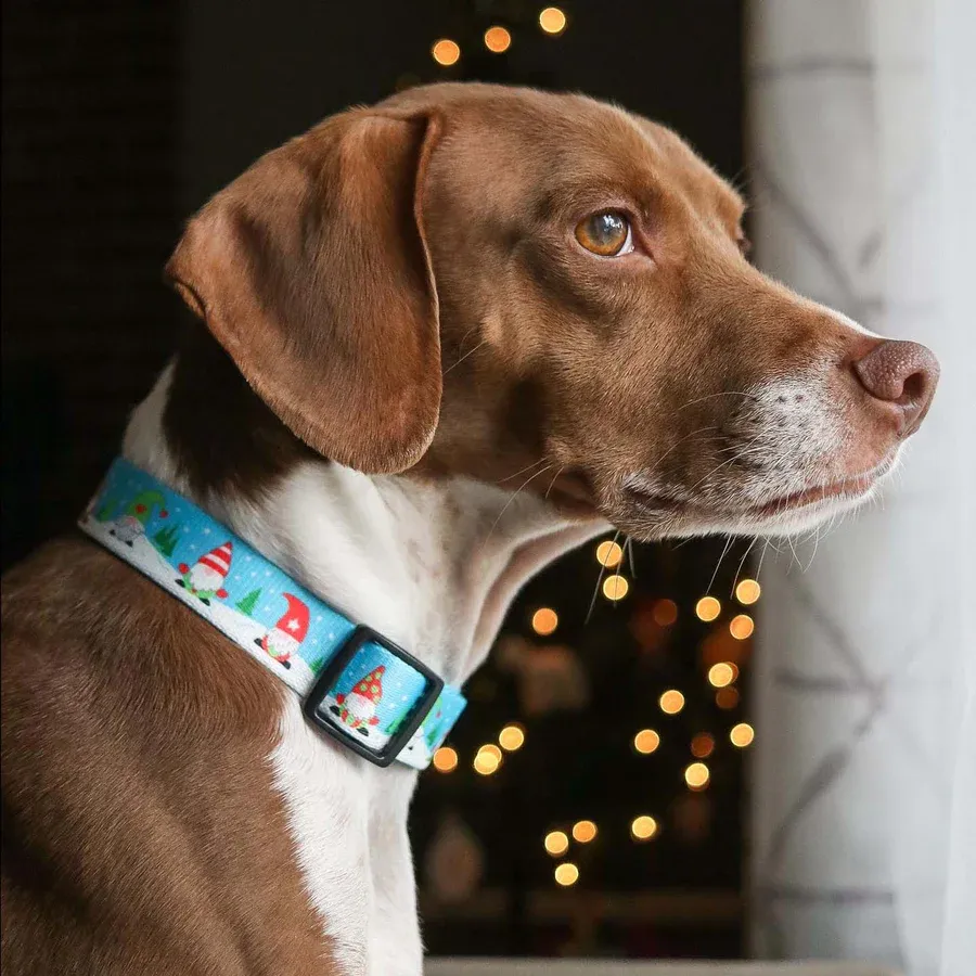 Sport Collar | Gnomes